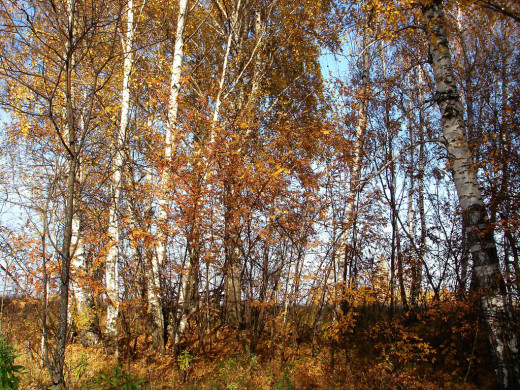 34634 (a): :1024x768
